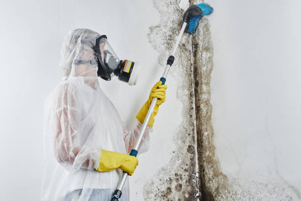 Mold Removal and Inspection in Madison, MS