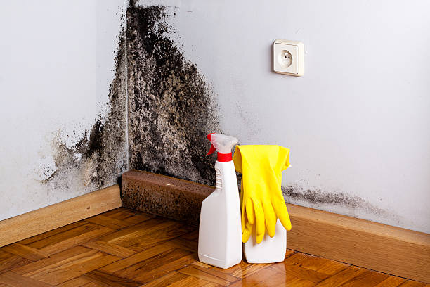 Best Commercial Mold Removal  in Madison, MS